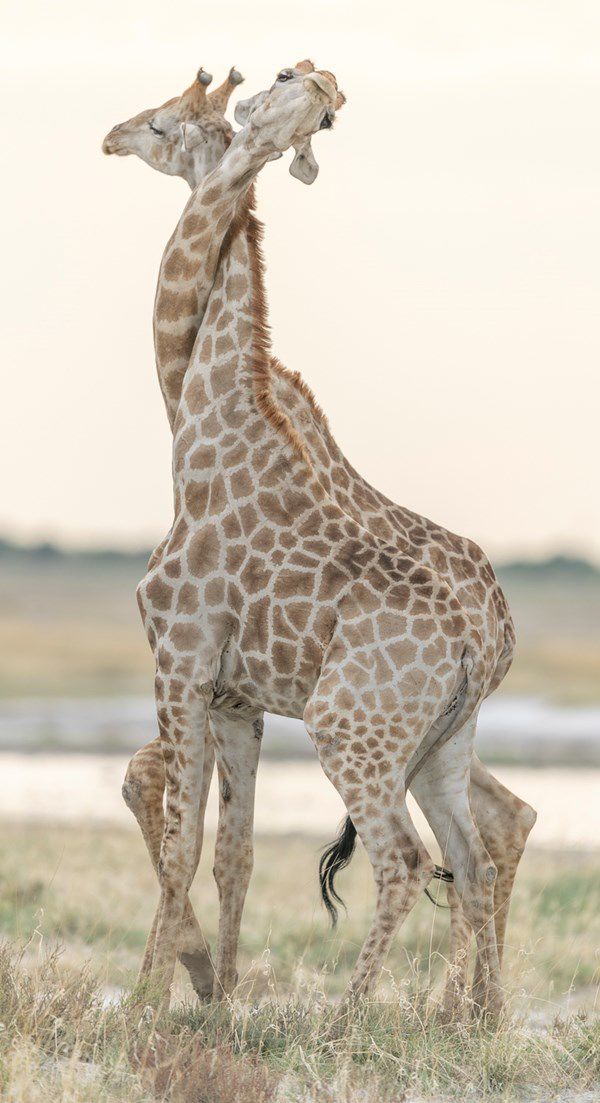 Necking